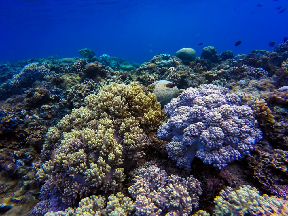 Corals · Free Stock Photo
