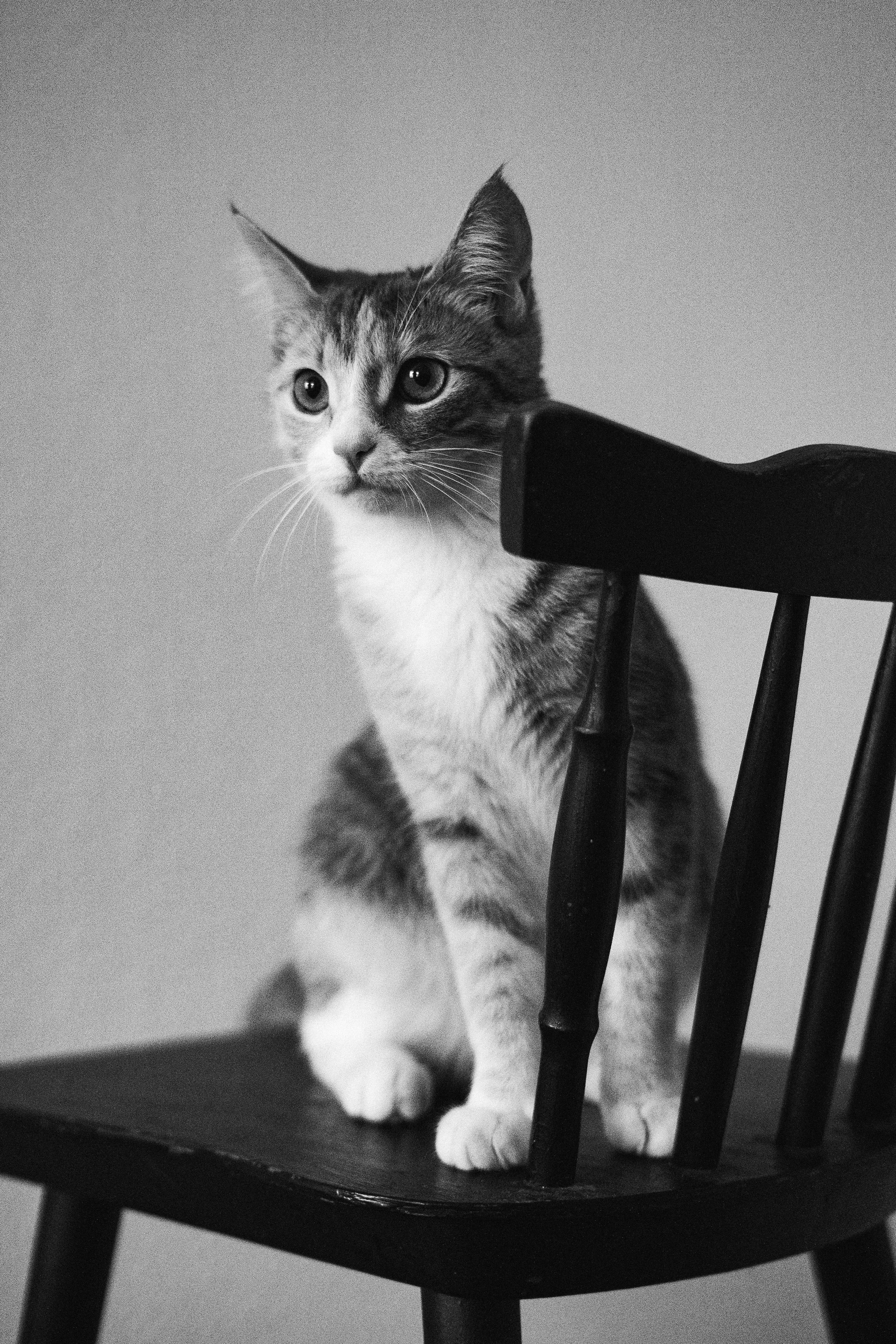 Black and White Portrait of a Domestic Cat · Free Stock Photo