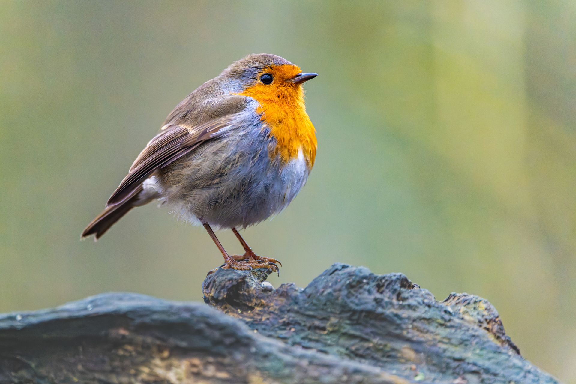 Close-up of a European Robin (Erithacus rubecula) standing on a branch outdoors in a natural setting.