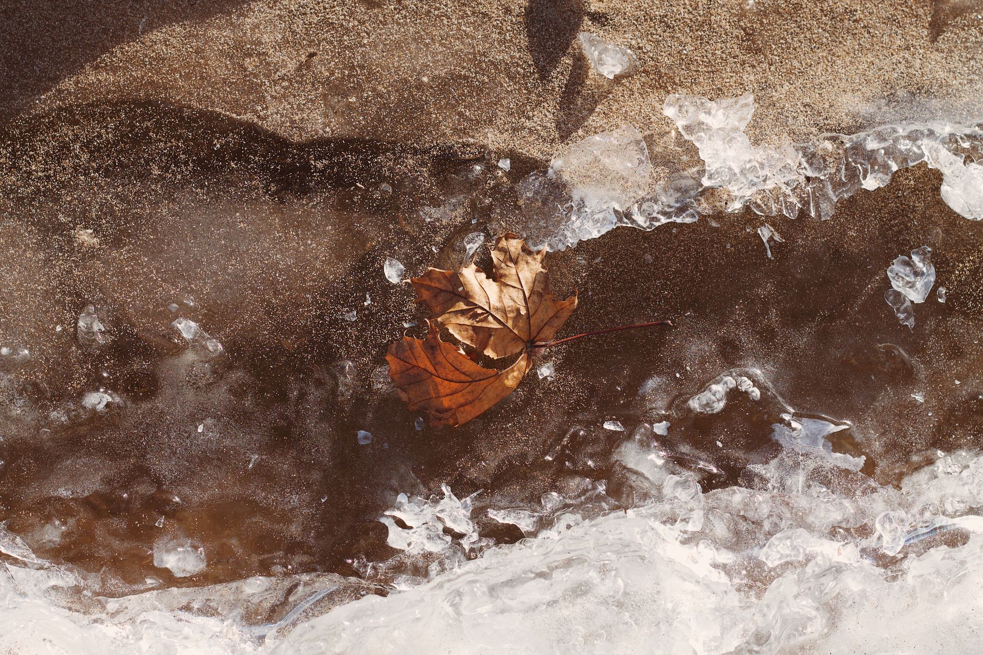 Brown autumn leaf encased in ice on a sandy ground, capturing the transition of seasons.