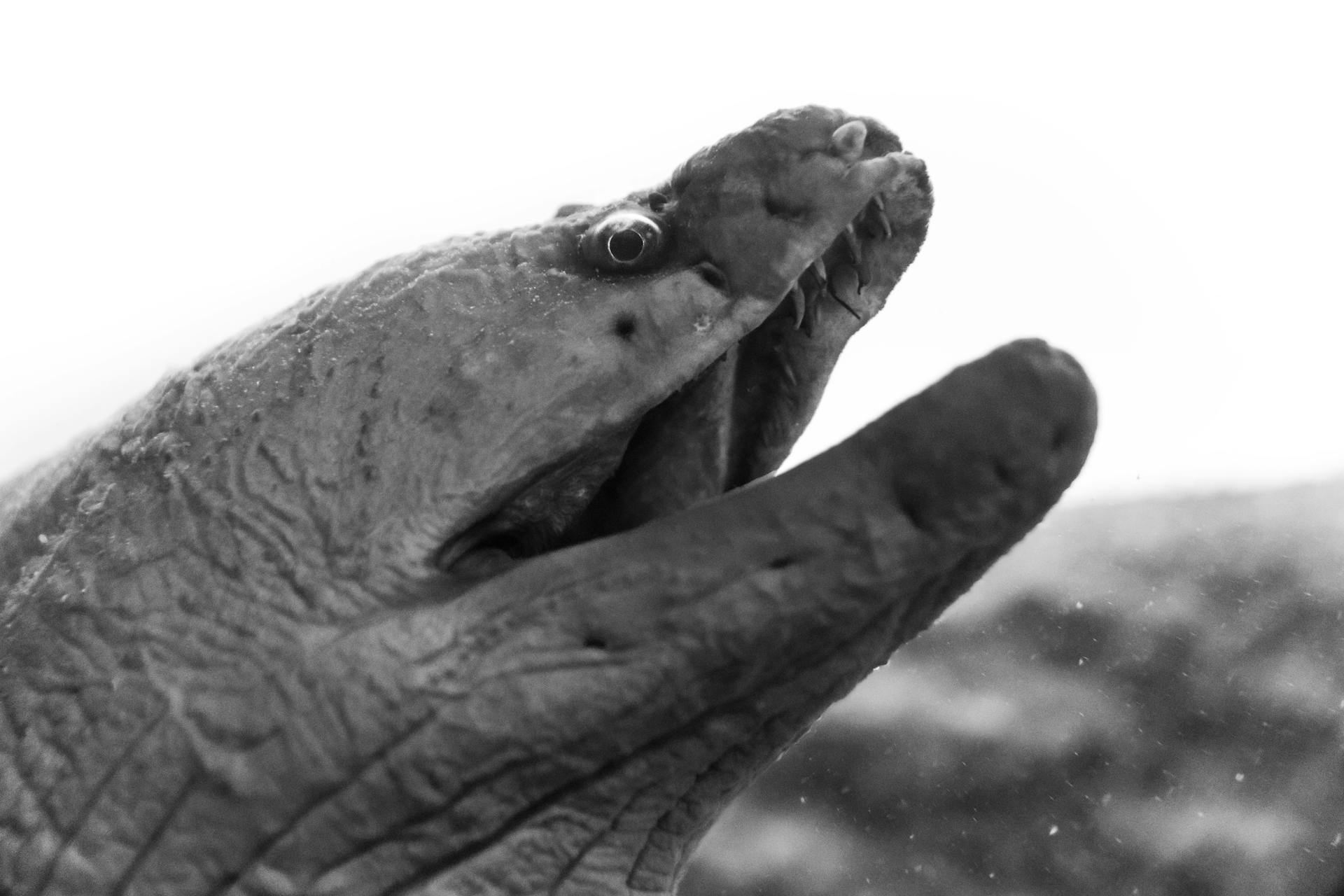 Dramatic black and white close-up shot of an aggressive eel in water, showing textured skin and open mouth.