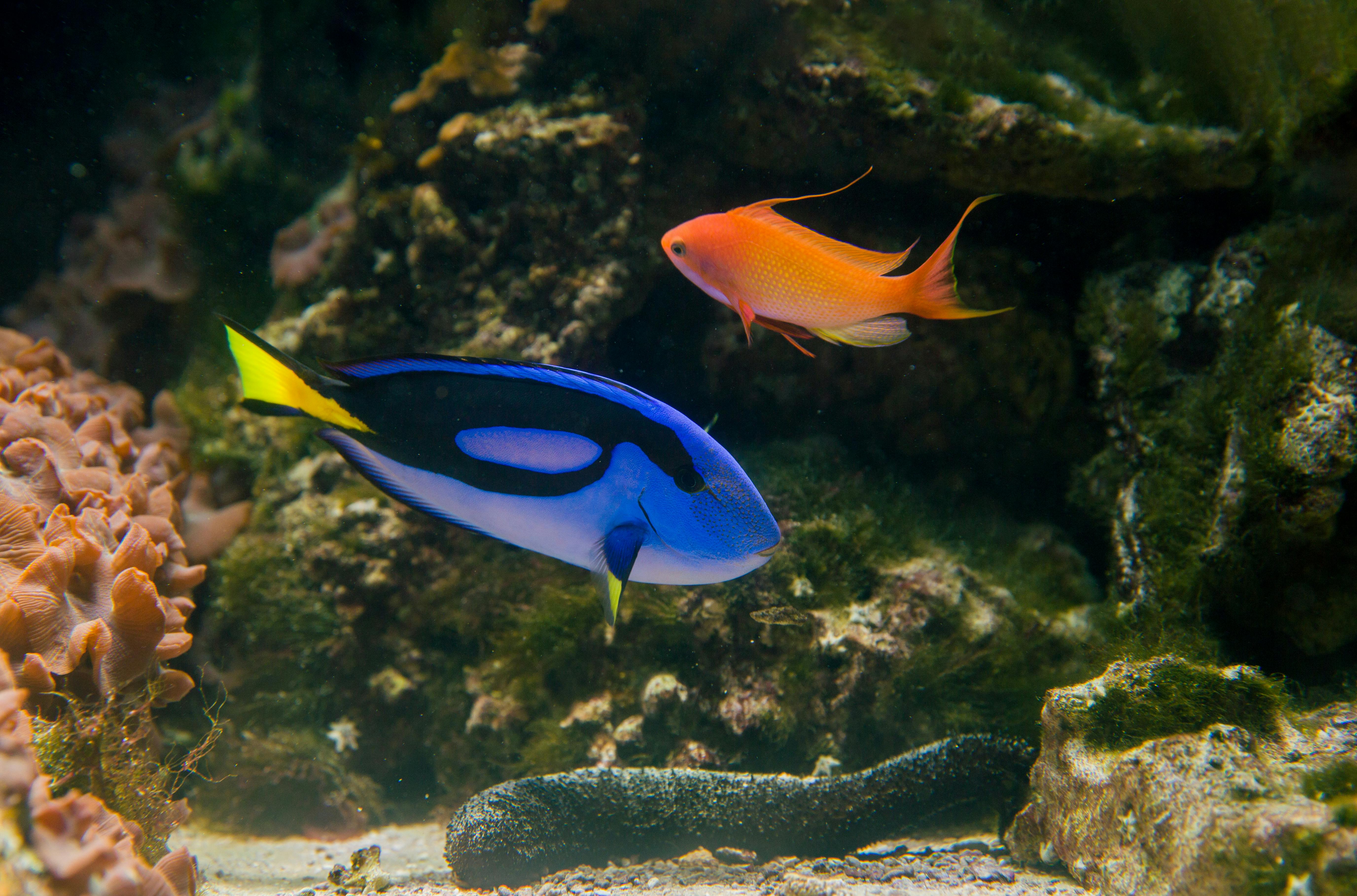 Vibrant blue tang and anthias fish swimming in a lively coral reef scene.