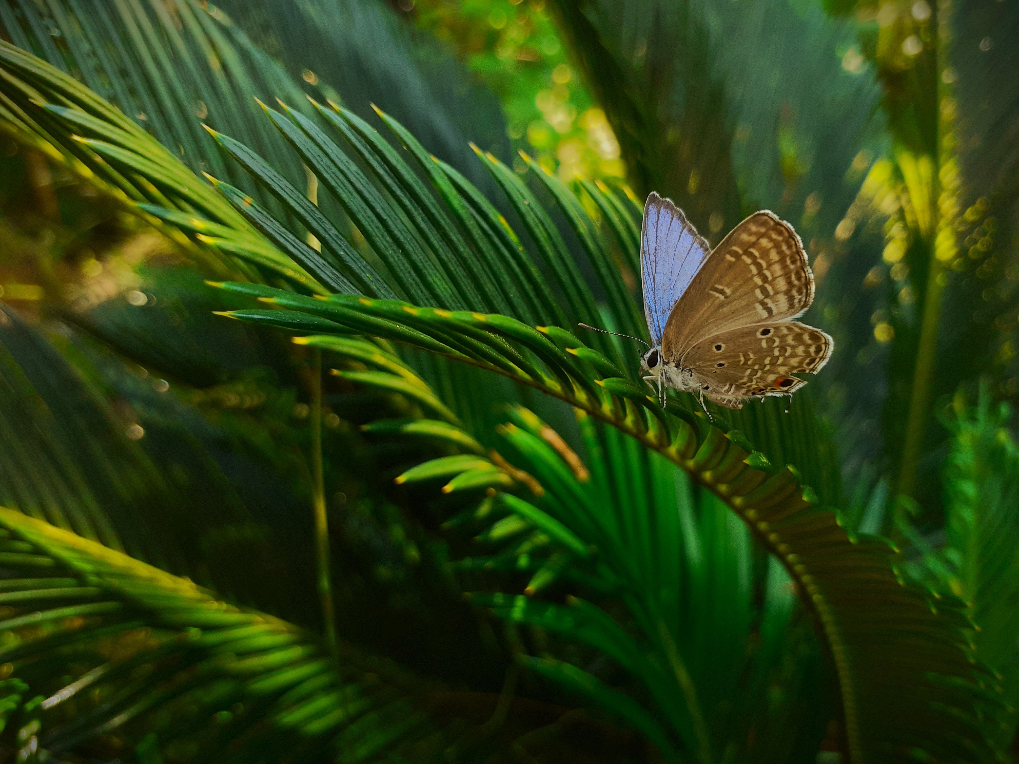 Vivid Capture of a Butterfly on Tropical Foliage · Free Stock Photo