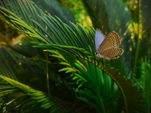 Free A stunning butterfly perched on lush green leaves in Sri Lanka's tropical environment. Stock Photo