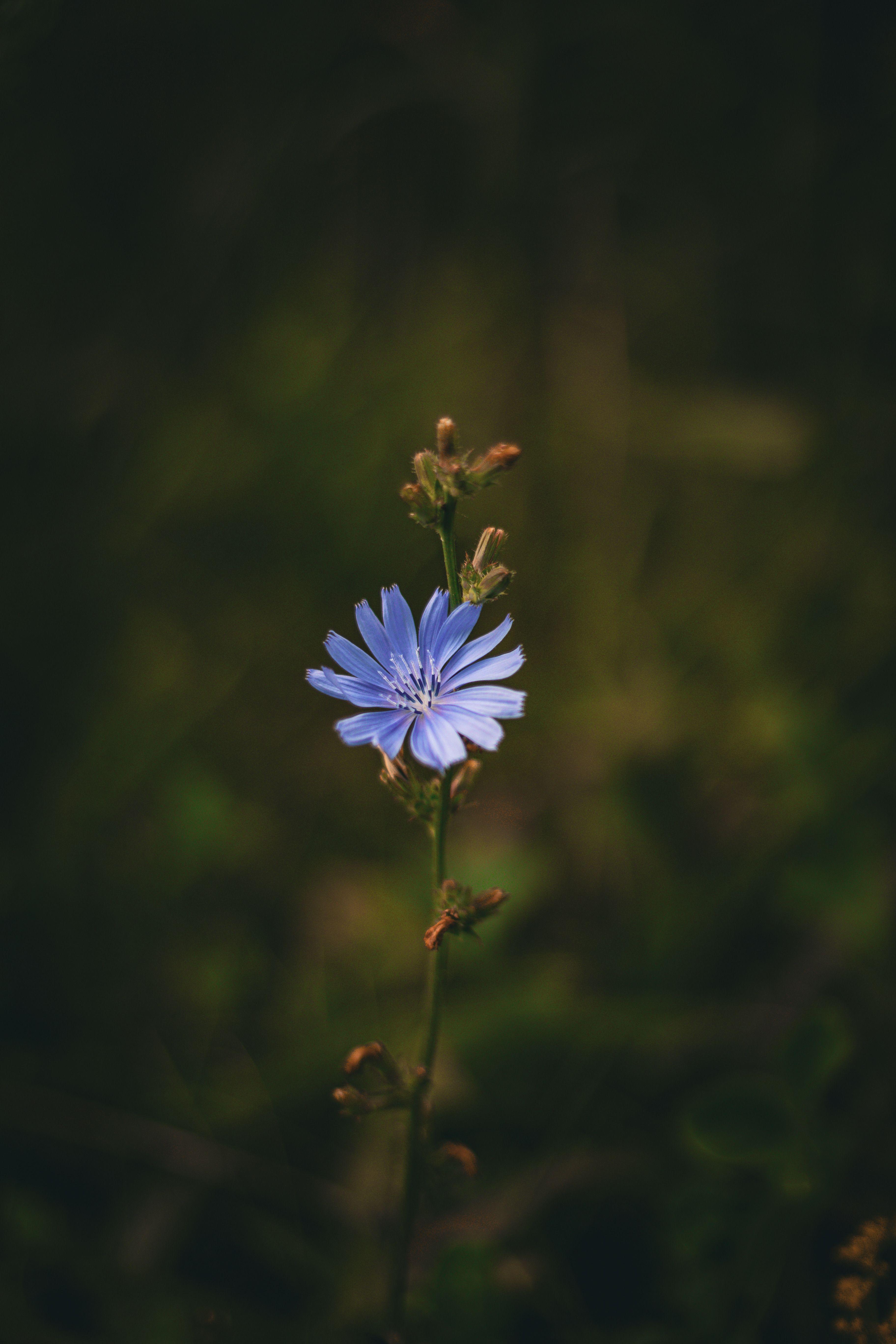 Vibrant Blue Flower in Natural Setting · Free Stock Photo
