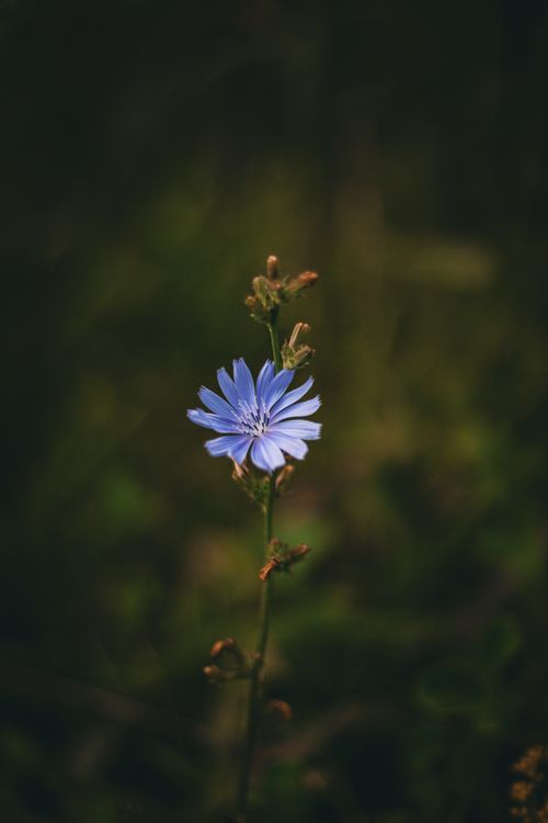 Free A striking blue chicory flower standing in a lush green natural setting. Stock Photo