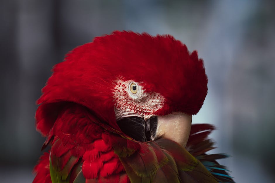 Cheap Flights to The Amazon Rainforest – Best Airlines & Deals - Featured Image
