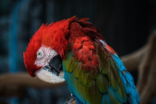 Free A close-up shot of a colorful scarlet macaw preening its feathers. Stock Photo