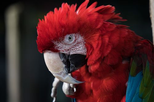 Free Close-up of a vibrant Scarlet Macaw showcasing its colorful feathers. Stock Photo