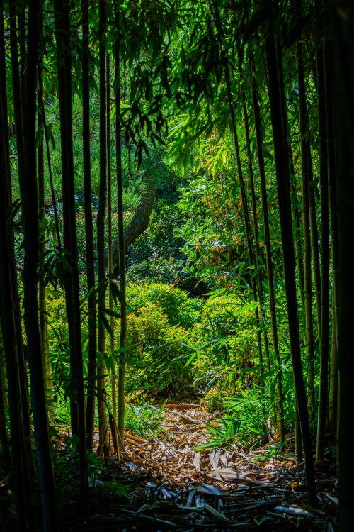 Free Tranquil path through a lush bamboo forest with vibrant greenery. Stock Photo