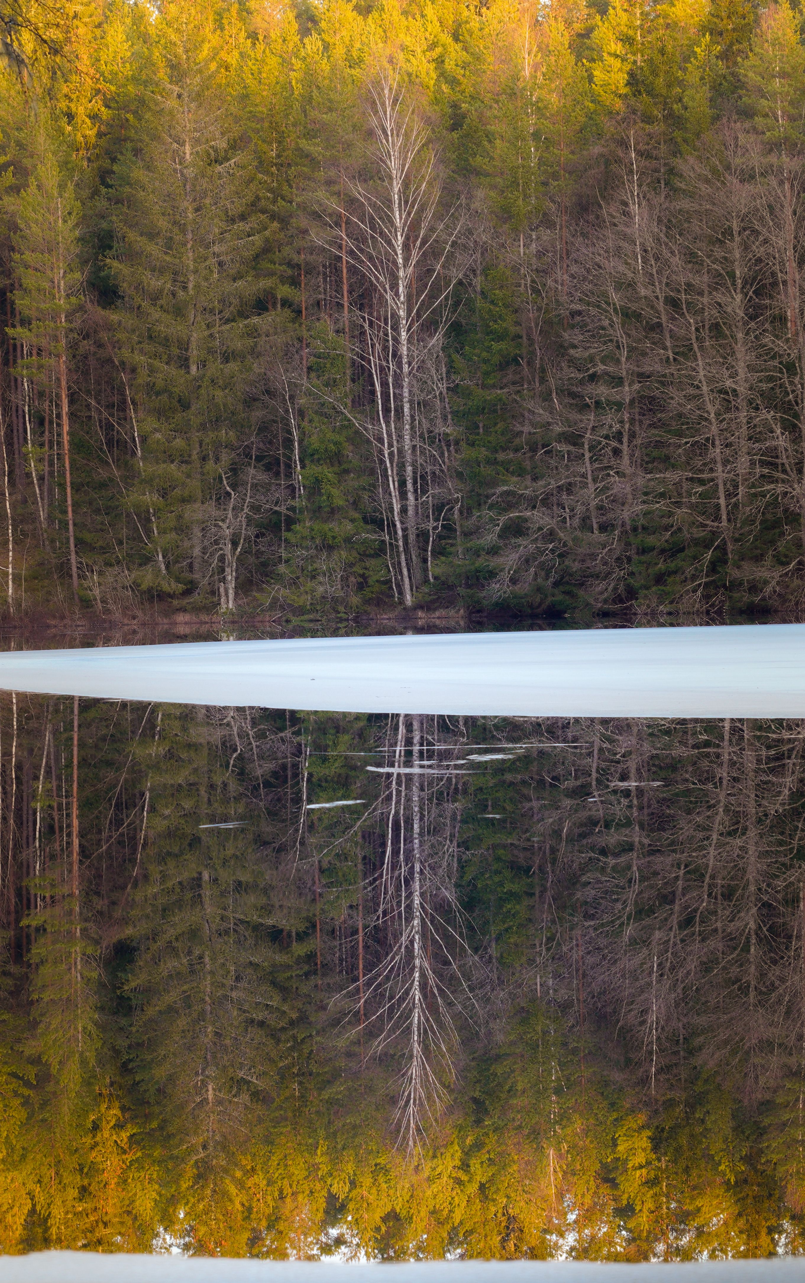 Fotomural Escena tranquila de un lago congelado que refleja un paisaje forestal invernal.