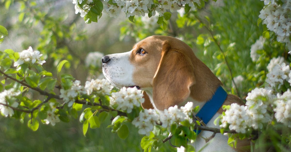 Beagle exploring a spring garden with blooming flowers · Free Stock Photo