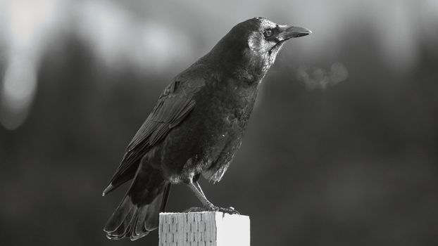 crow photo