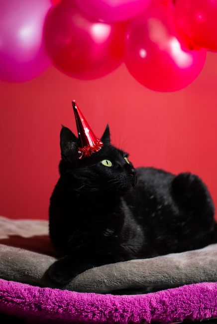 A playful black cat wears a party hat surrounded by vibrant pink balloons.