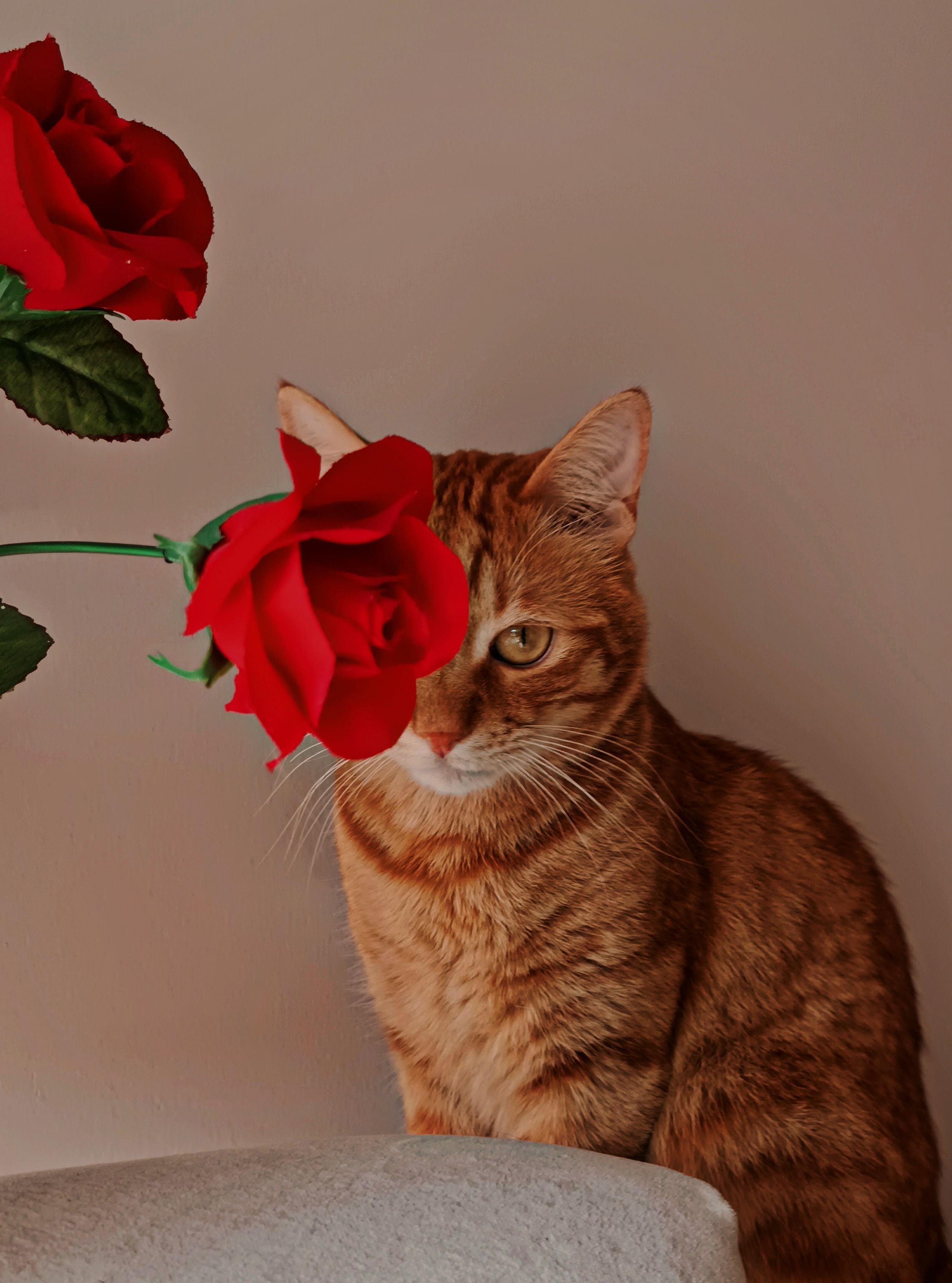 Gato Atigrado Naranja Detrás De Una Rosa Roja · Foto de stock gratuita