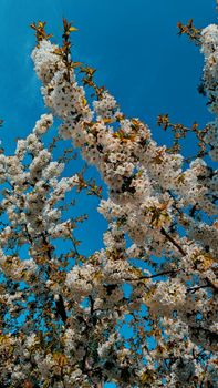 Vibrant cherry blossoms reaching towards a clear blue sky, symbolizing spring's beauty.