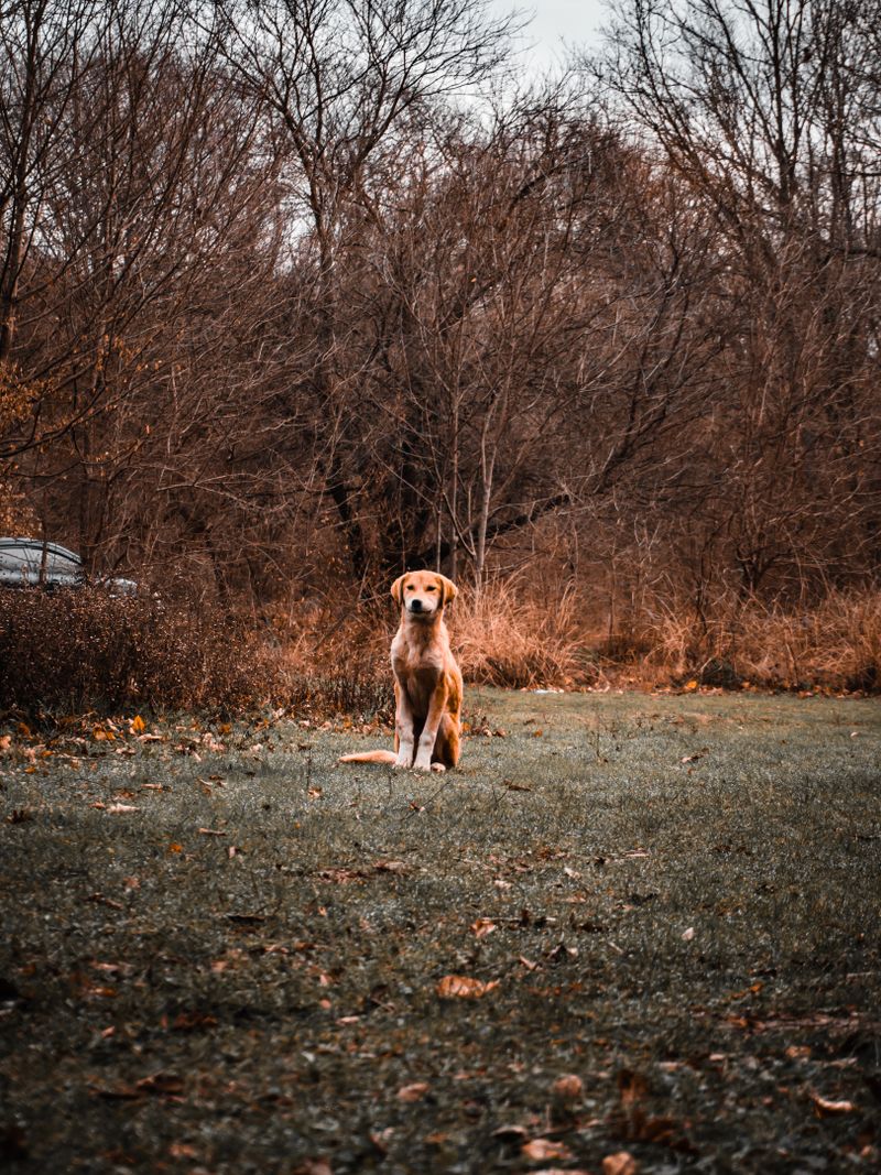 Dog walking through tall grass in Ontario — prime tick habitat