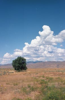 在广阔而偏远的乡村，一棵奇异的树矗立于明亮的蓝天下