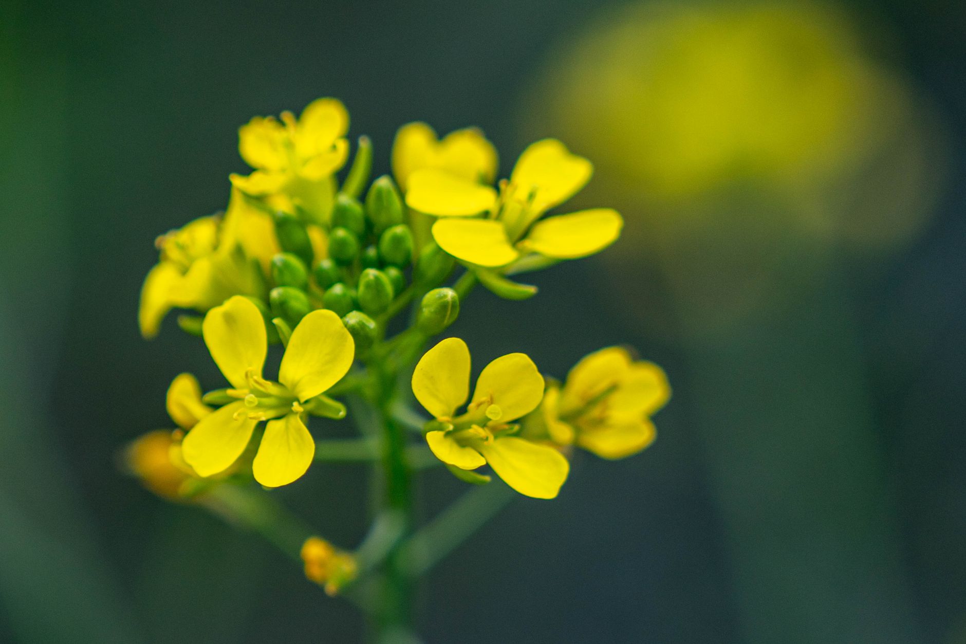 Yellow mustard flowers blooming in Ghaziabad, India
