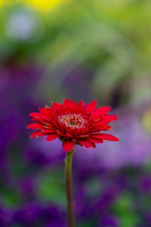 Free Stunning close-up of a blooming red gerbera daisy with a blurred colorful background. Stock Photo
