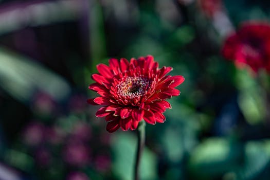 Close-up of a vibrant red Gerbera flower in a garden setting in Ghaziabad, India.