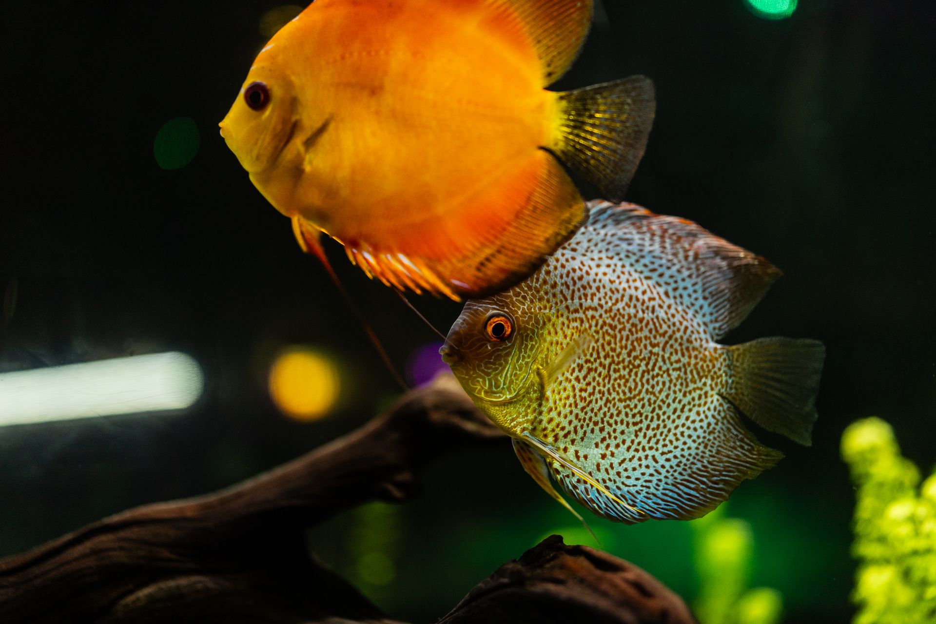 Colorful discus fish swimming in a lively aquarium environment with bright lights.