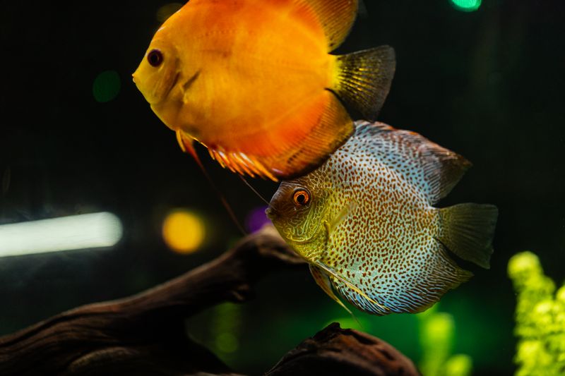 Colorful discus fish swimming in a lively aquarium environment with bright lights.
