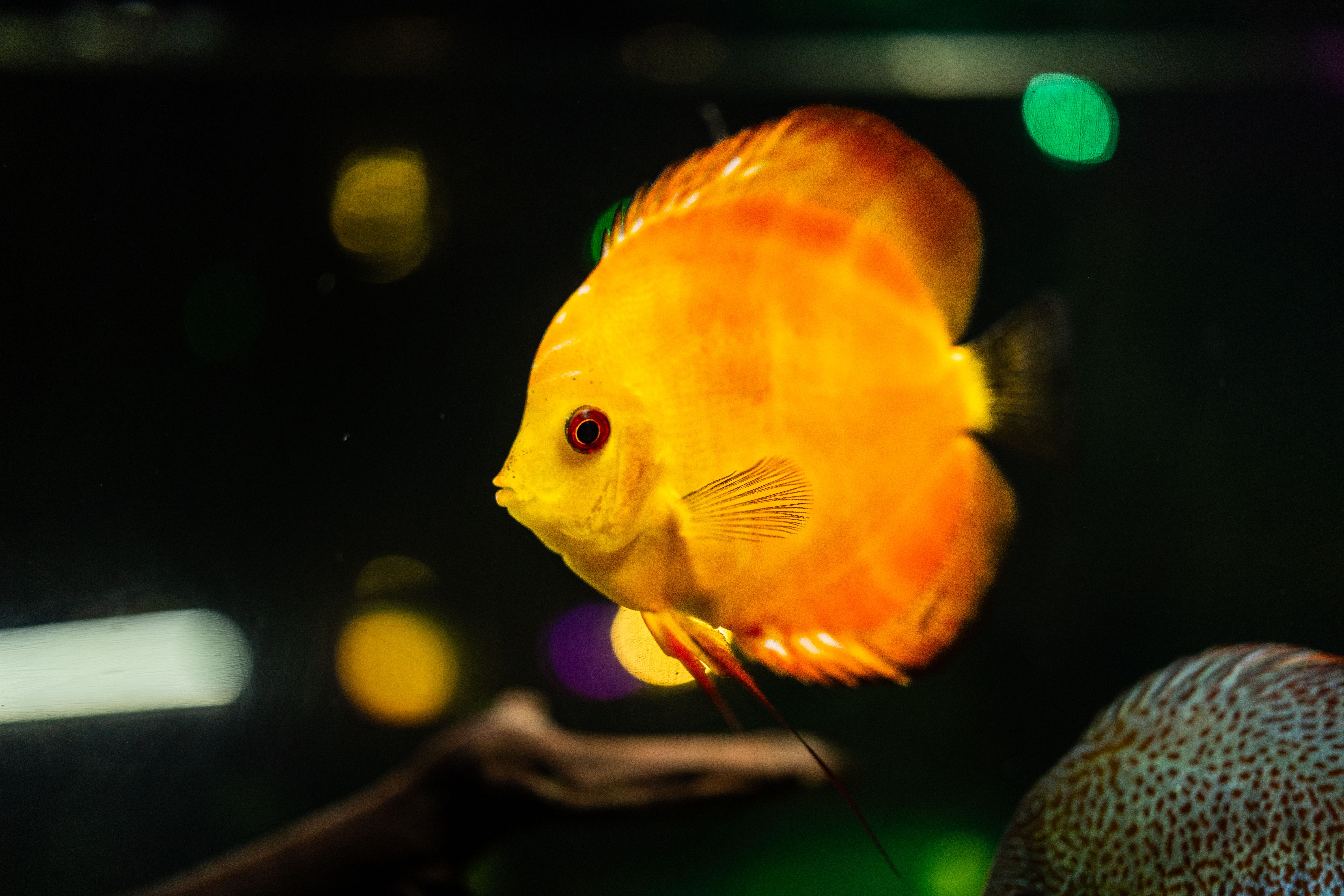 Close-up of a bright yellow discus fish swimming in a dark aquarium with colorful reflections.