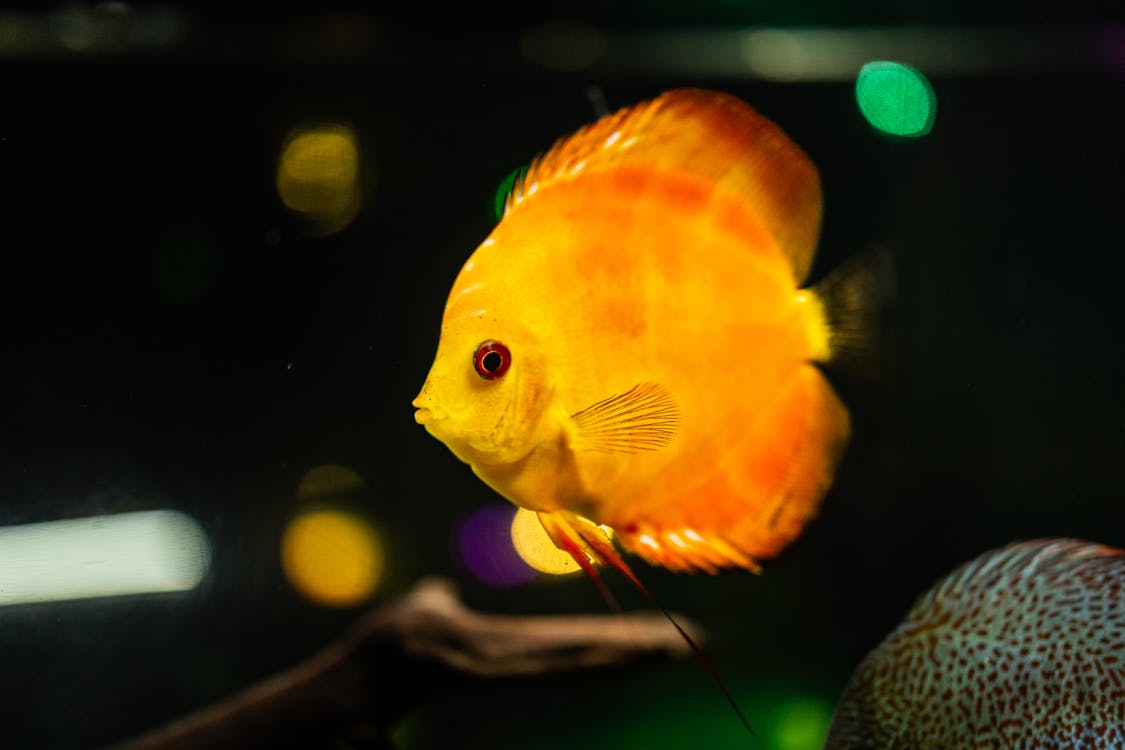Vibrant Yellow Discus Fish in Aquarium Setting · Free Stock Photo