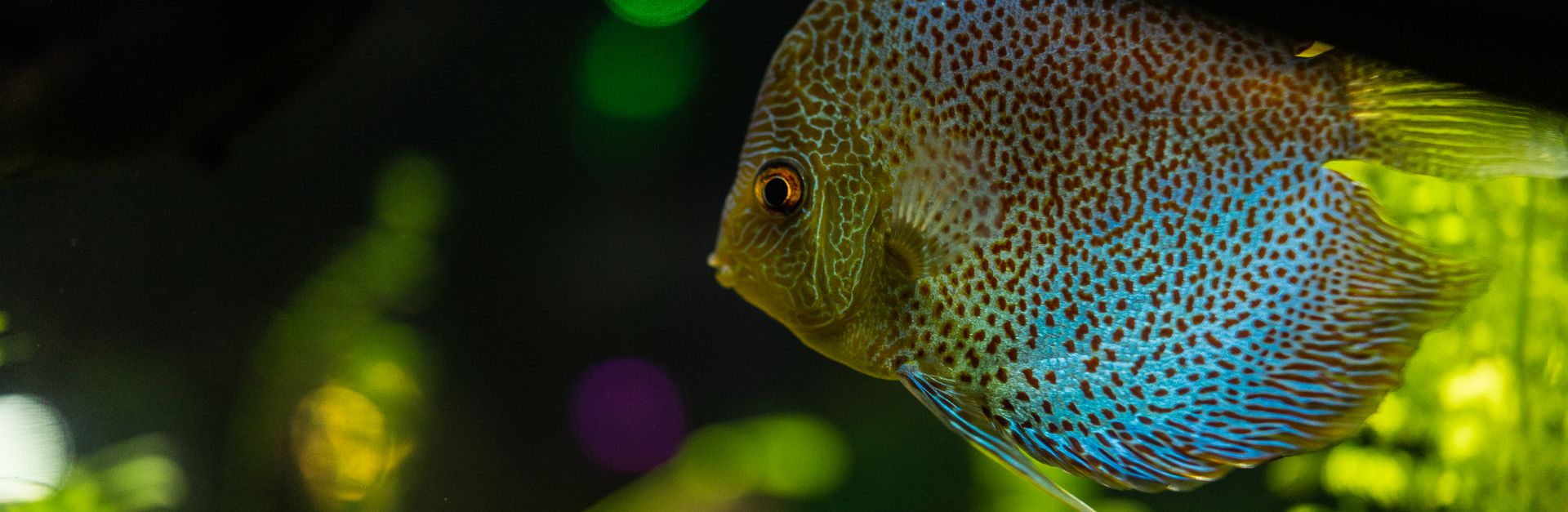 Vibrant discus fish swimming in an illuminated aquarium with lush greenery.