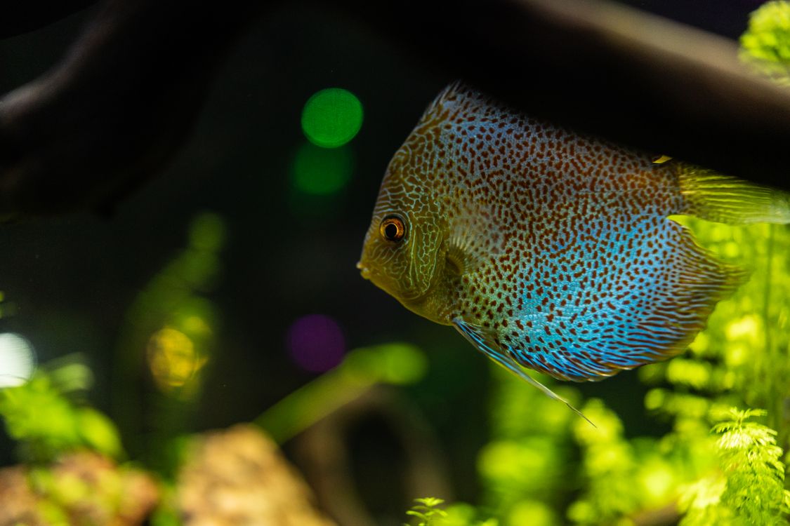 Colorful Discus Fish in an Aquarium Setting · Free Stock Photo