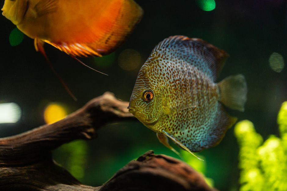 Colorful discus fish swimming amidst vibrant underwater scenery, showcasing intricate patterns and hues.