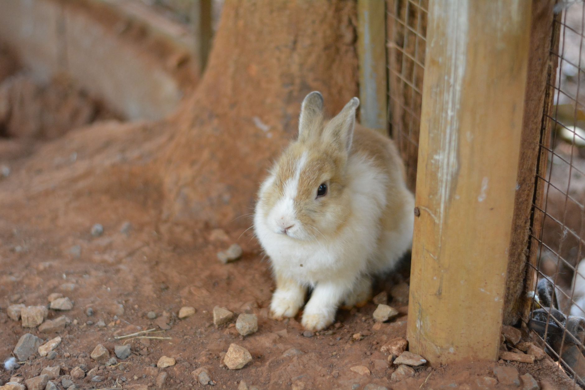 Portrait of a rabbit at a veterinary clinic