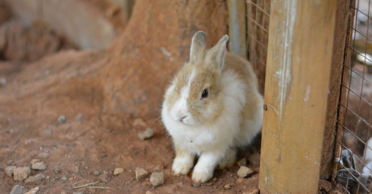 Real Life Like Remote Rabbit Adorable Rabbit in Natural Habitat · Free Stock Photo