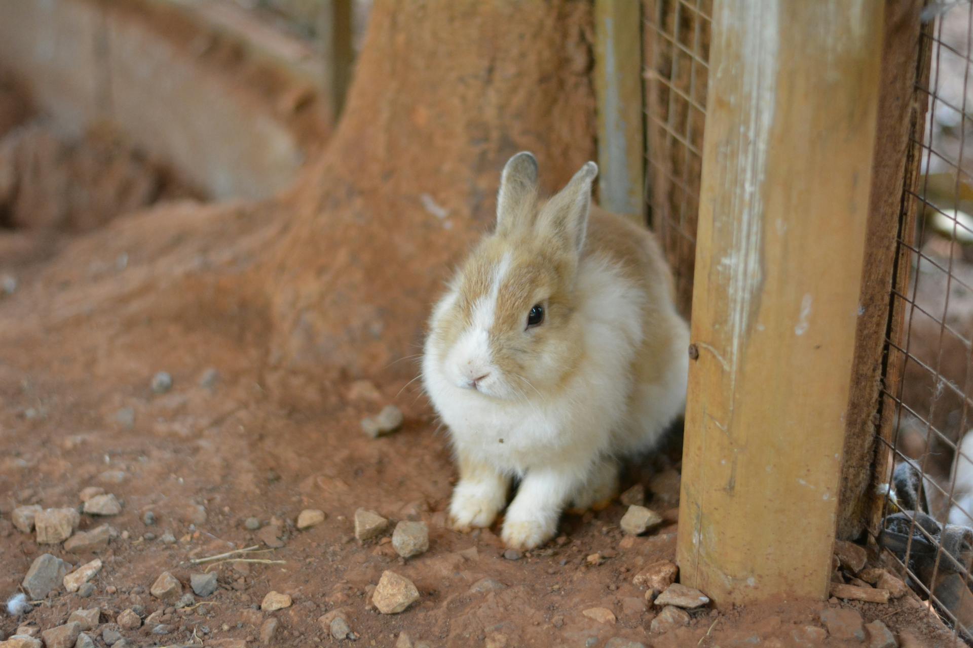 Cute brown and white rabbit sitting on dirt in an enclosure, showcasing its serene nature.