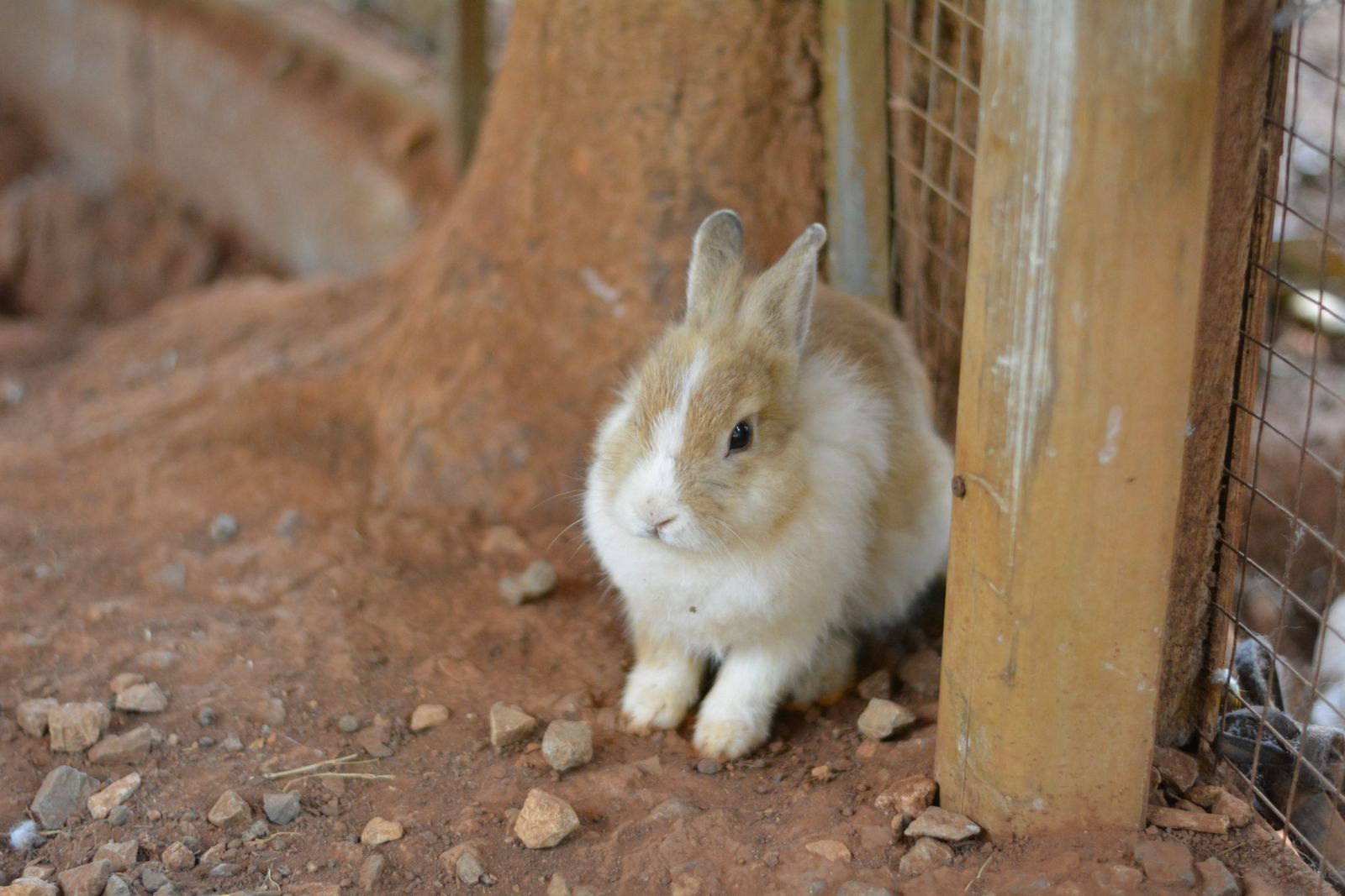 Close-up of Rabbit on Field · Free Stock Photo