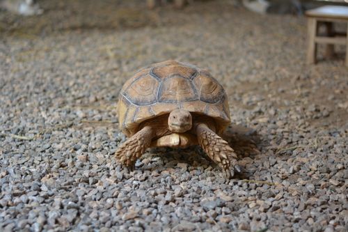 Free African Spurred Tortoise on gravel, showcasing unique shell patterns and natural habitat. Stock Photo