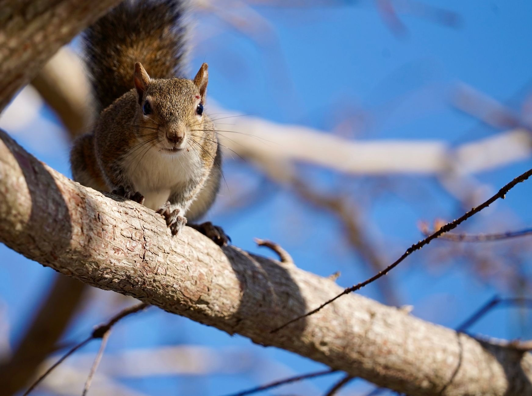 Canva's Giant Squirrel