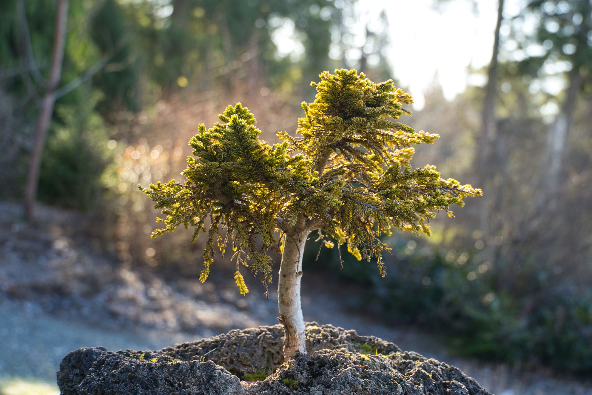 A peaceful bonsai tree illuminated by sunlight in a tranquil garden.