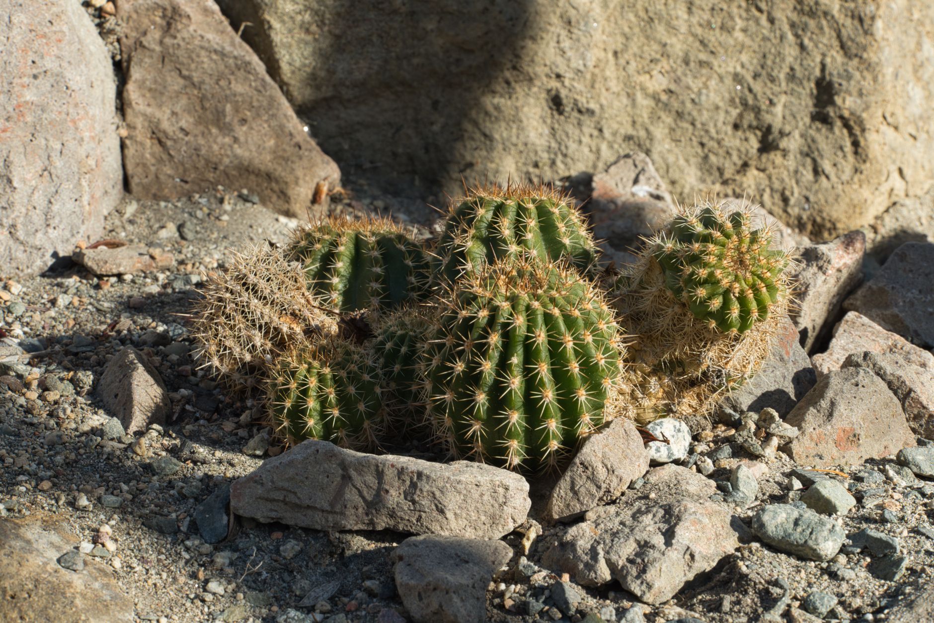 https://www.pexels.com/photo/cluster-of-green-cacti-in-a-desert-setting-30422637/