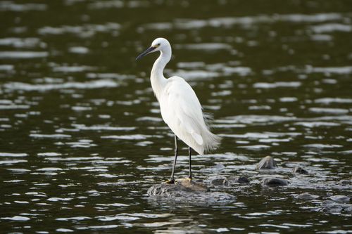 Free A beautiful white egret stands on rocks in a tranquil water setting. Stock Photo