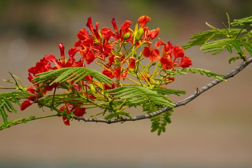 Free Close-up of a blooming Delonix regia branch with vivid red flowers and green leaves. Stock Photo