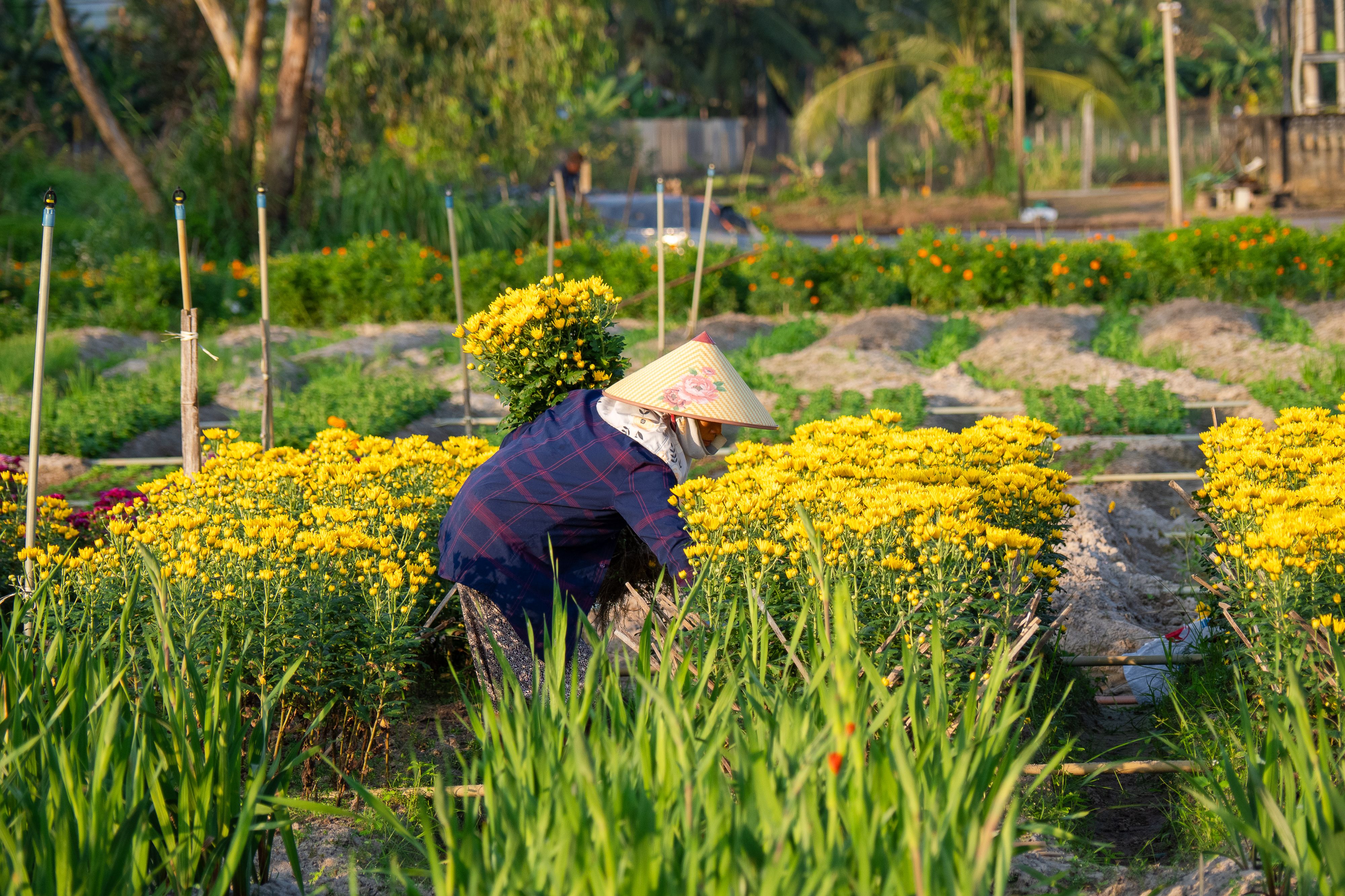 Vietnamese Farmer in Flower Field at Bình Định · Free Stock Photo