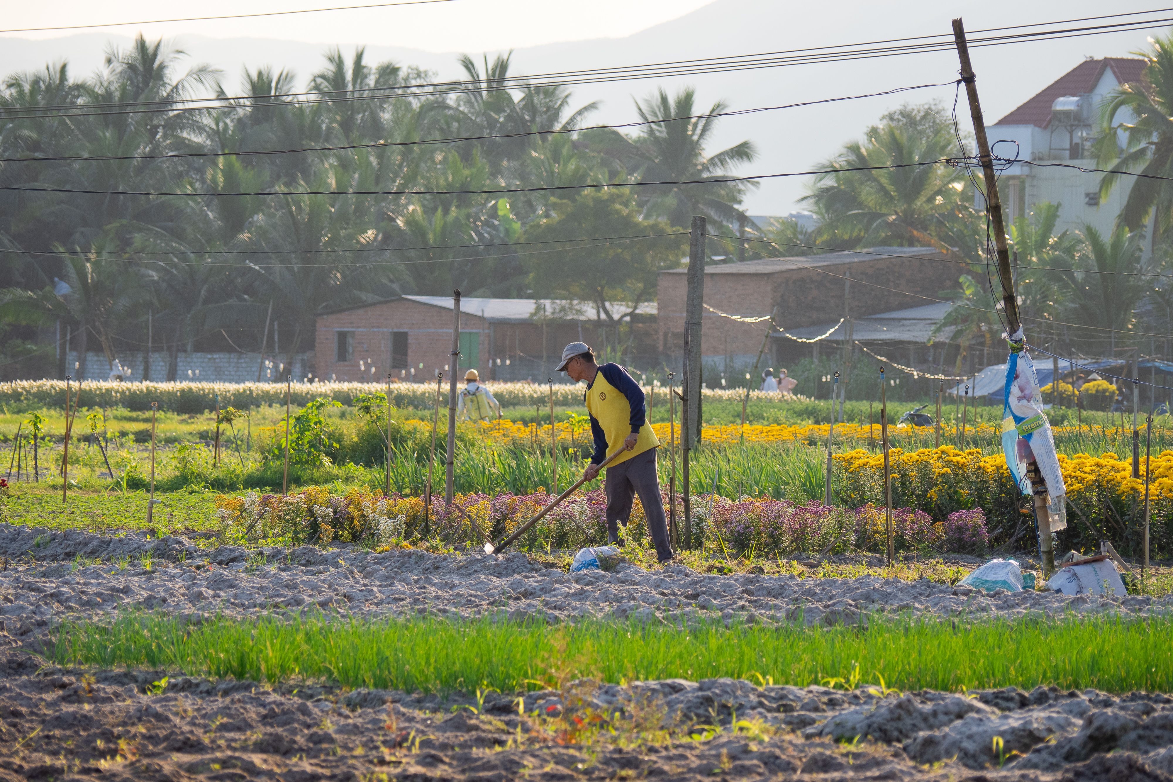 Farmer Working in Vibrant Bình Định Field · Free Stock Photo