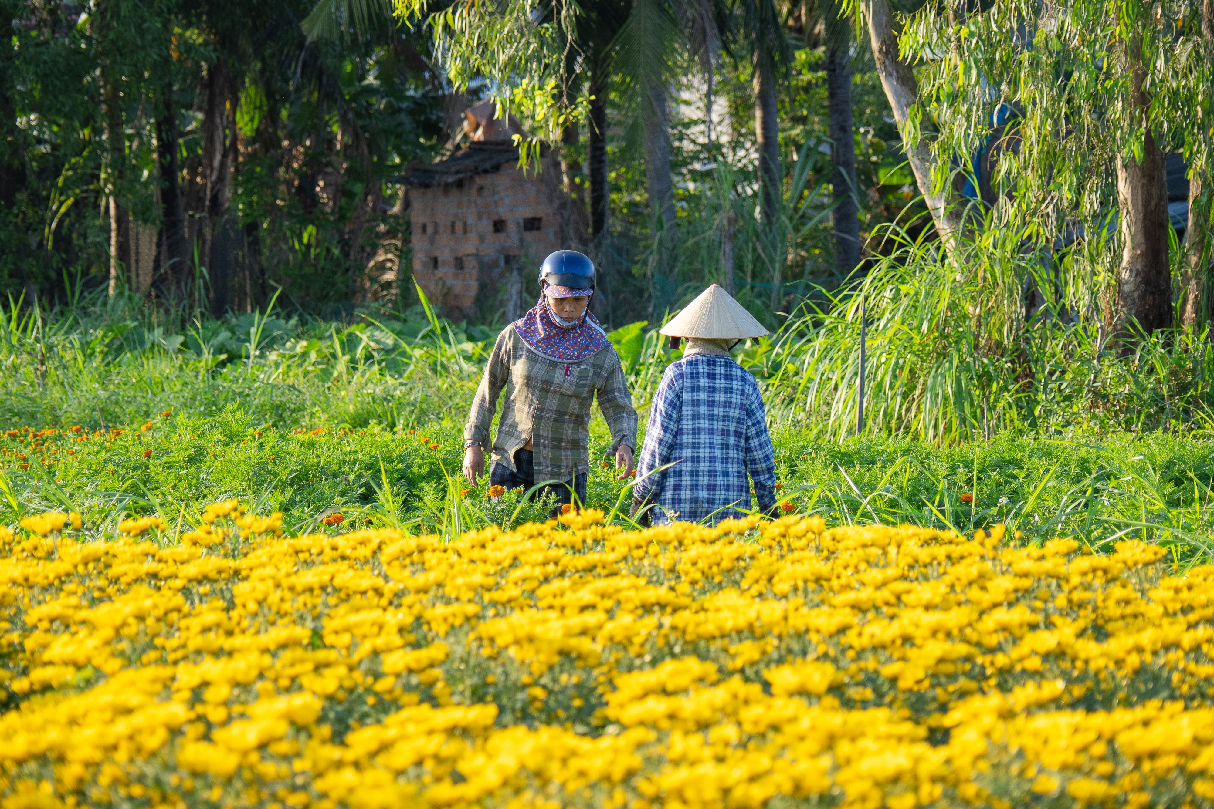 Vietnamese Farmers in Marigold Field in Bình Định · Free Stock Photo