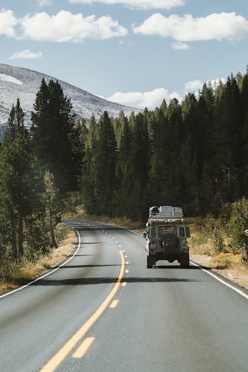 Free Vehicle On Road Between Pine Trees  Stock Photo