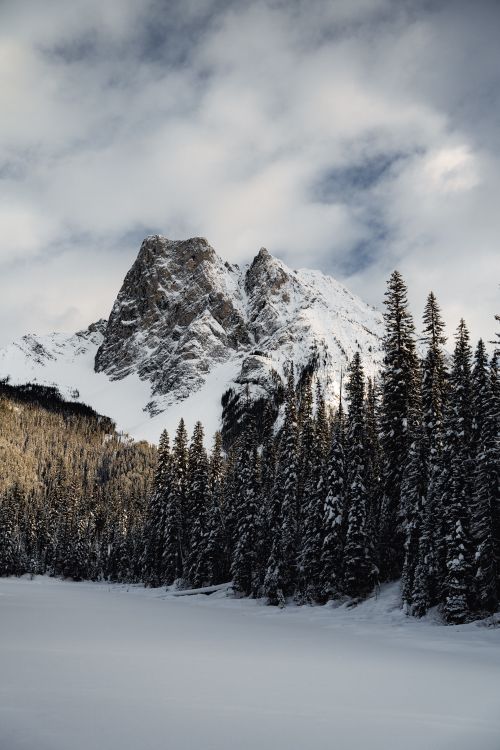 Free Snow-covered mountains and pine forest in Field, BC, under cloudy skies. Stock Photo
