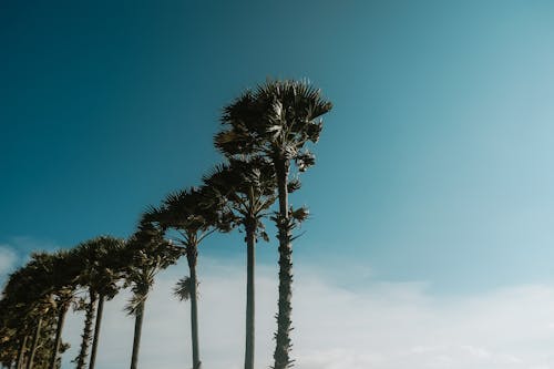 Low Angle Photography of trees