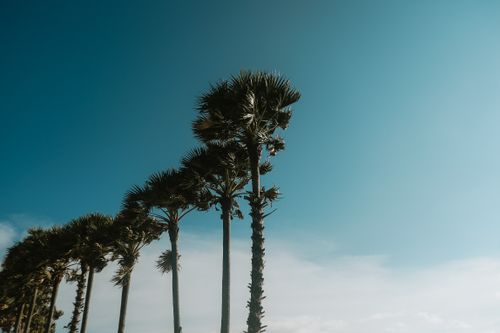 Free Perspective shot of towering palm trees reaching up into a clear, bright blue sky. Stock Photo