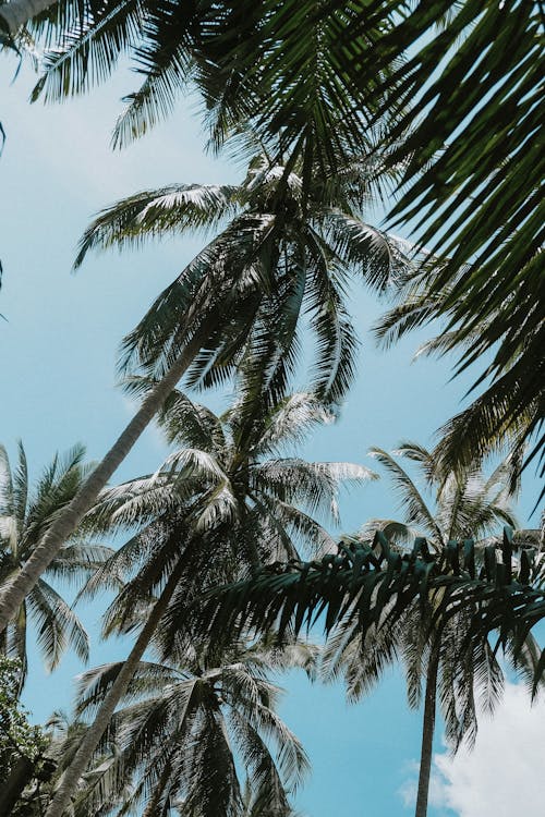 Free Kokosnussbäume Stock Photo